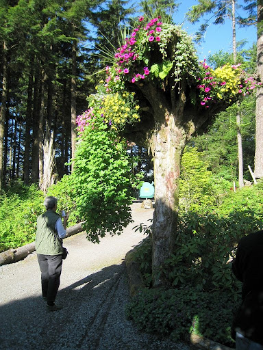 درختان وارونه در باغ گلیسر در آلاسکا (گزارش تصویری)